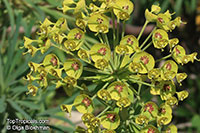 Euphorbia characias, Bush Spurge

Click to see full-size image