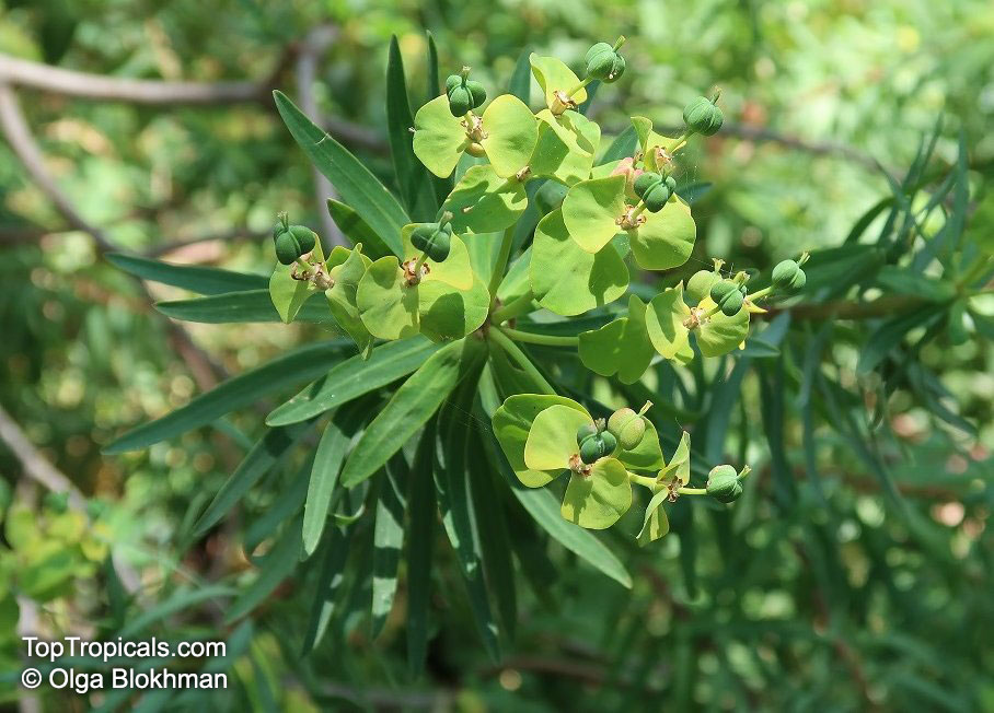 Euphorbia dendroides, Tree Spurge