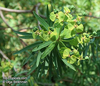 Euphorbia dendroides, Tree Spurge

Click to see full-size image