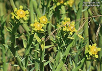Euphorbia mauritanica, Pencil Milk Bush, Yellow Milk Bush, Golden Spurge

Click to see full-size image