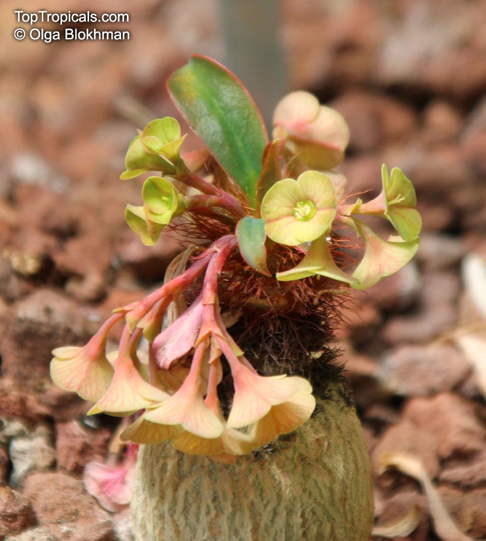 Euphorbia ramena, Euphorbia
