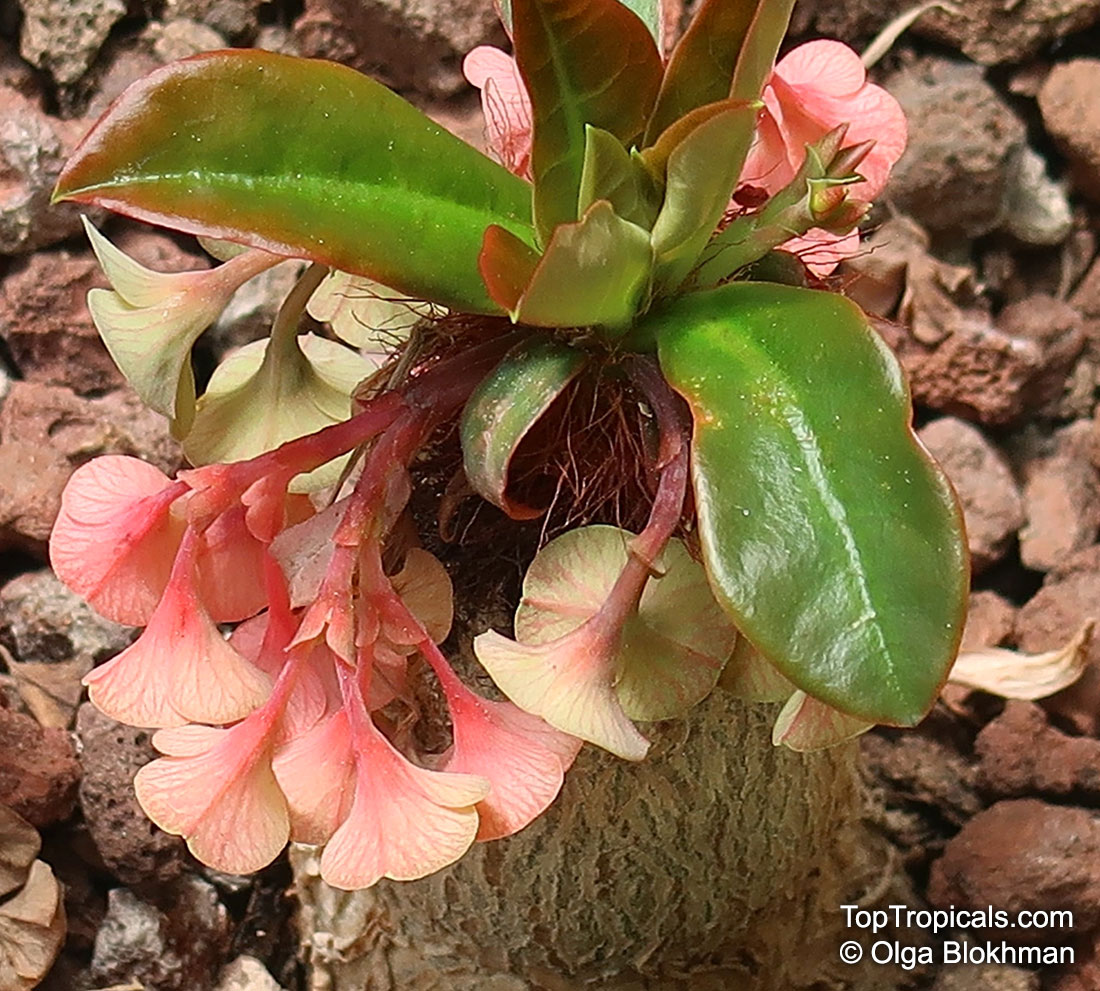 Euphorbia ramena, Euphorbia
