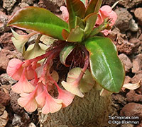 Euphorbia ramena, Euphorbia

Click to see full-size image