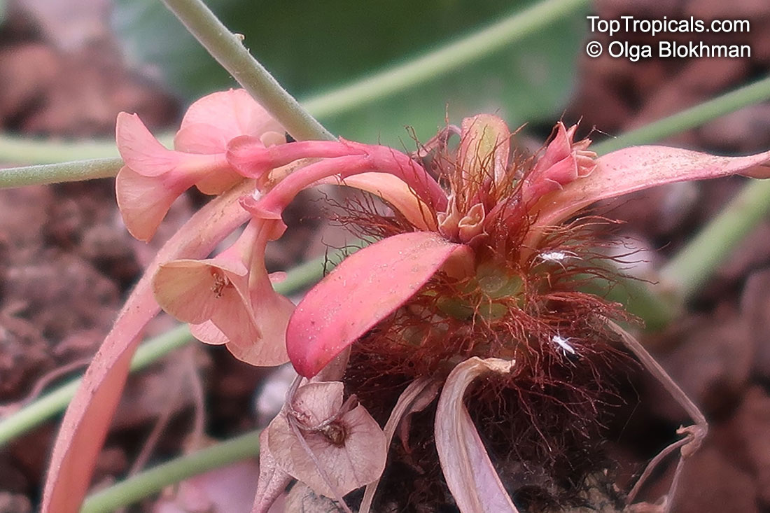 Euphorbia ramena, Euphorbia