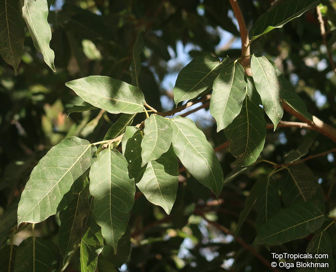 Ficus ingens, Red-leaved Fig