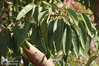 Ficus cordata salicifolia, Willow-leafed fig