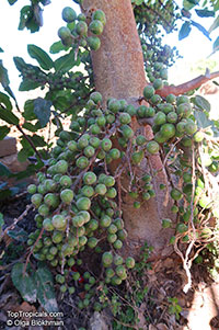 Ficus sur, Broom Cluster Fig, Bush Fig

Click to see full-size image