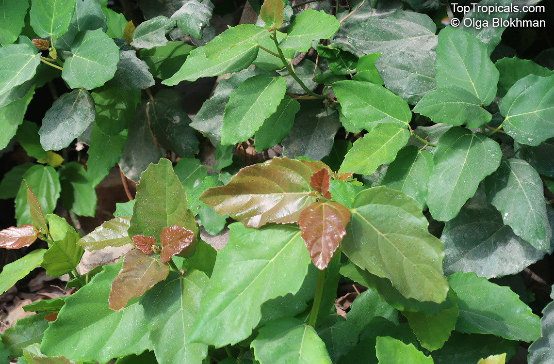 Ficus sur, Bush Fig, Broom Cluster Fig