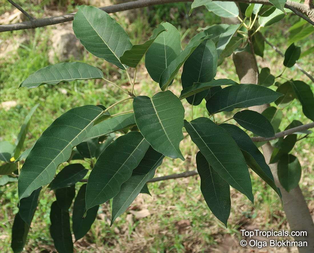 Ficus virens, White Fig, Grey Fig, Spotted Fig