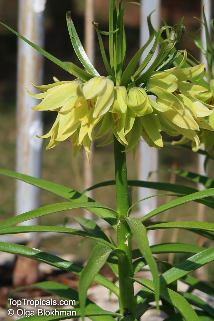 Fritillaria sp., Fritillaria
