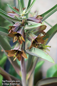 Fritillaria sp., Fritillaria

Click to see full-size image