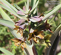 Fritillaria sp., Fritillaria

Click to see full-size image
