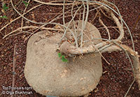 Gerrardanthus lobatus, Blob Plant

Click to see full-size image