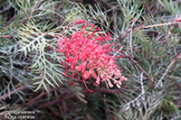 Grevillea Robin Gordon, Robin Gordon Grevillea

Click to see full-size image