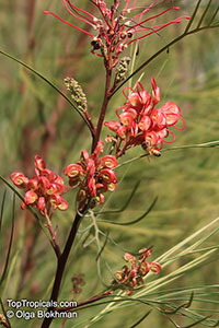 Grevillea johnsonii, Grevillea

Click to see full-size image