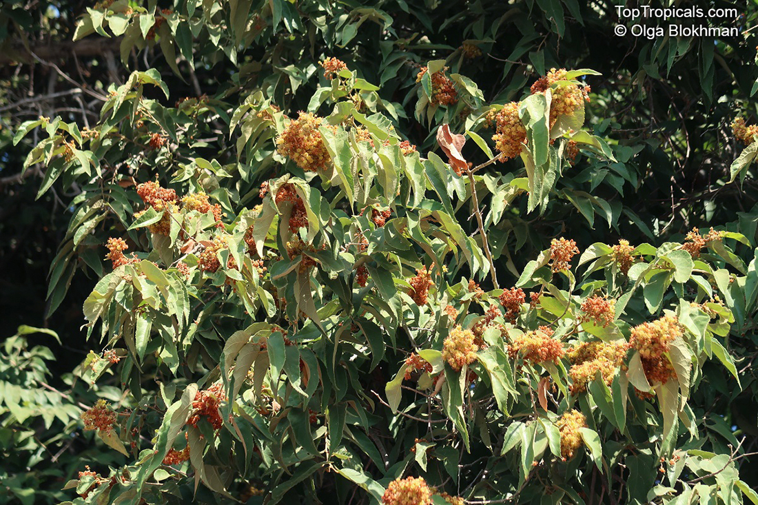 Guazuma ulmifolia, West Indian Elm, Bay Cedar
