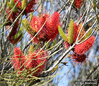 Hakea bucculenta, Red Pokers

Click to see full-size image