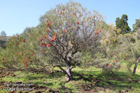 Hakea bucculenta, Red Pokers

Click to see full-size image
