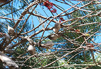 Hakea orthorrhyncha, Bird Beak Hakea

Click to see full-size image