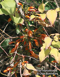Halleria lucida , Tree Fuchsia 

Click to see full-size image