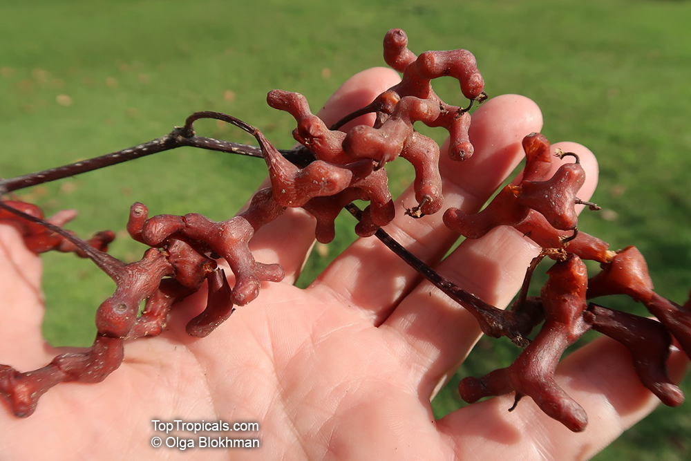 Hovenia dulcis, Japanese Raisin Tree