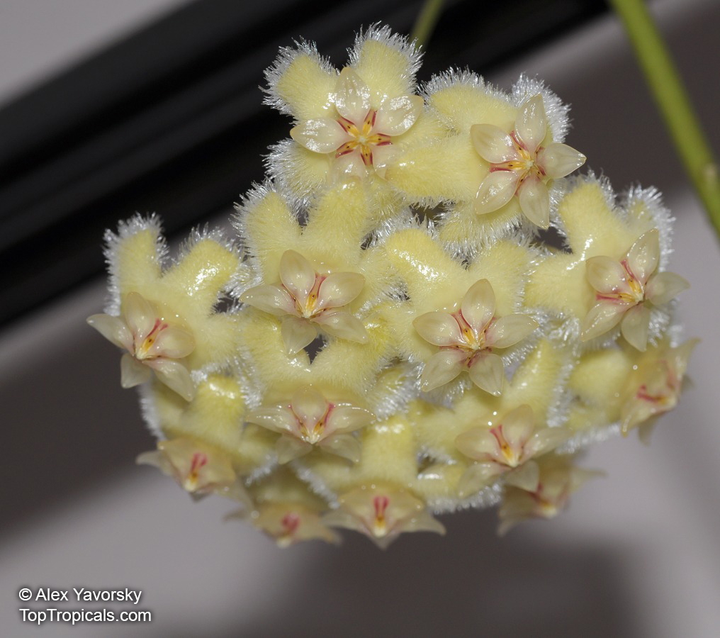 Hoya sp., Wax Flower