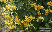 Hymenosporum flavum, Native Frangipani, Queensland Frangipani, Sweet Cheesewood, Sweetshade

Click to see full-size image