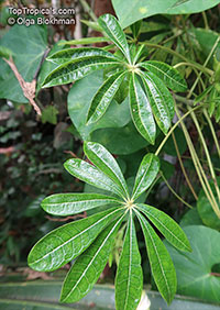Jacaratia spinosa, Carica spinosa, Wild Mango, Mamoeiro-bravo

Click to see full-size image