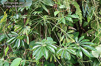 Jacaratia spinosa, Carica spinosa, Wild Mango, Mamoeiro-bravo

Click to see full-size image