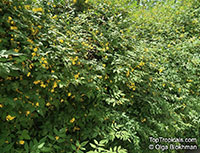 Jasminum humile, Jasminum giraldi, Italian Jasmine

Click to see full-size image