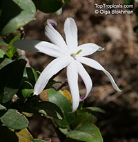 Jasminum multipartitum, Jasminum glaucum var. parviflorum, Starry Wild Jasmine

Click to see full-size image