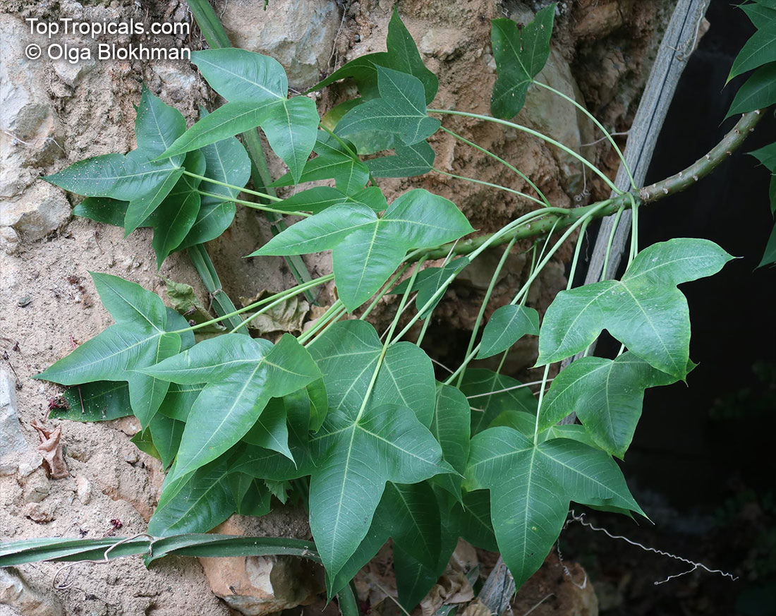 Jatropha mahafalensis, Jatropha
