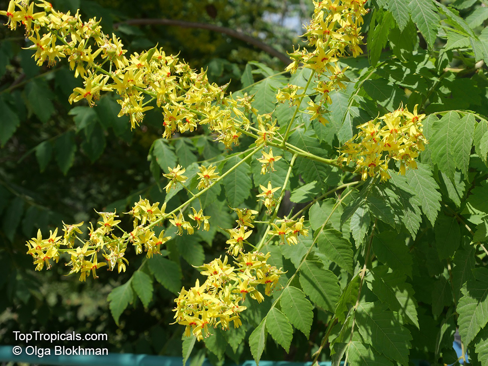 Koelreuteria paniculata, Golden Rain Tree, Varnish tree, Chinese Flame