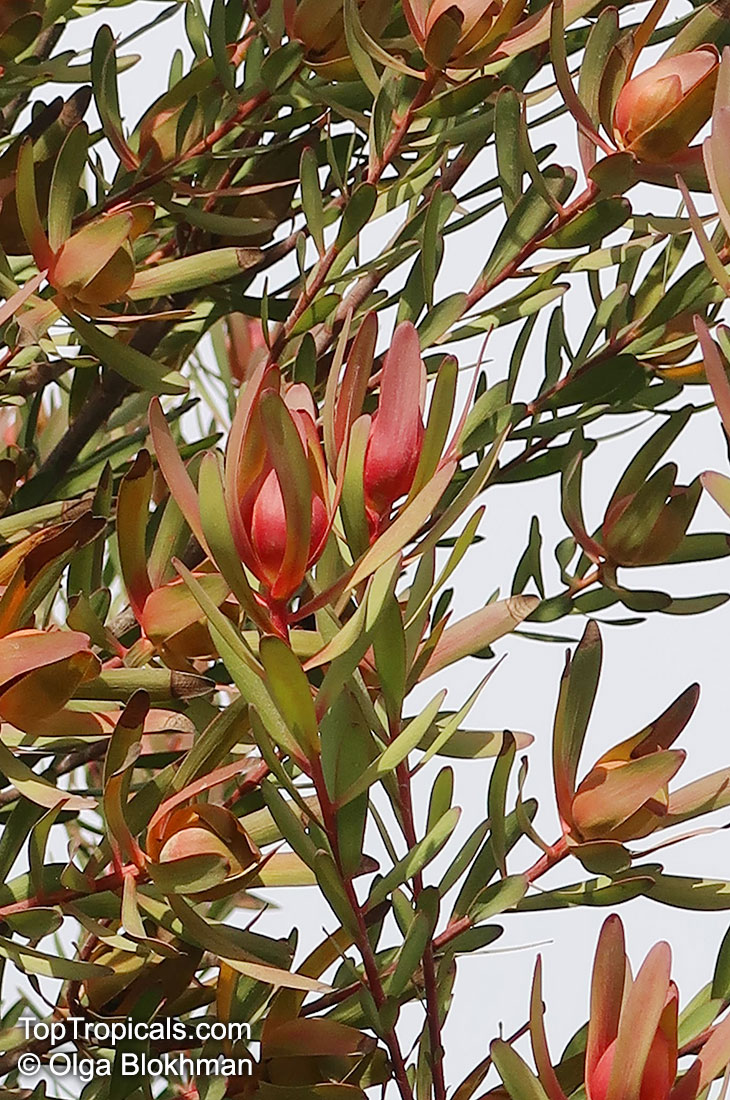 Leucadendron sp., Leucadendron