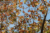 Liquidambar styraciflua, American Sweetgum, American-storax

Click to see full-size image