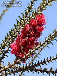 Melaleuca sp., Melaleuca

Click to see full-size image