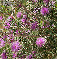 Melaleuca sp., Melaleuca

Click to see full-size image