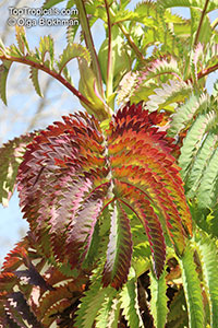 Melianthus sp, Honey Flower 

Click to see full-size image