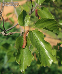 Morus macroura, Morus alba var. laevigata, King White Mulberry,Shahtoot Mulberry, Tibetan Mulberry, Long Mulberry

Click to see full-size image