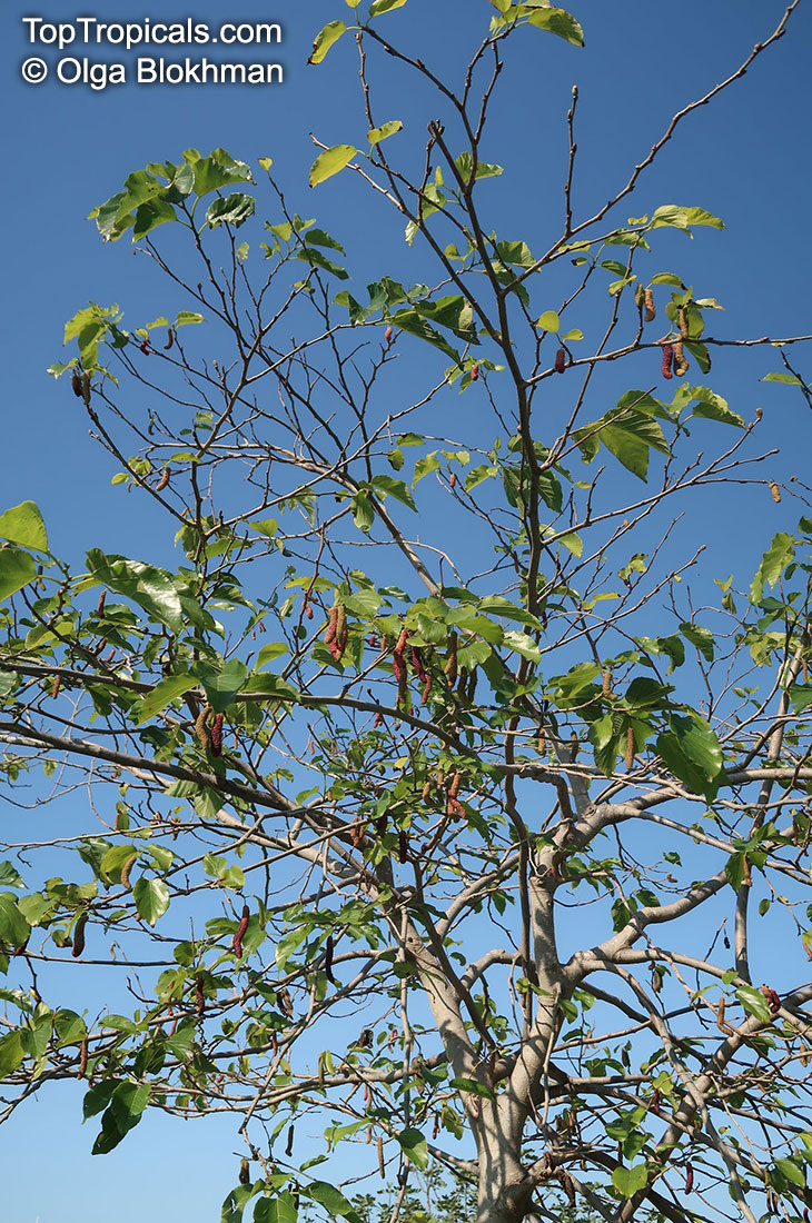Morus macroura, Morus alba var. laevigata, King White Mulberry,Shahtoot Mulberry, Tibetan Mulberry, Long Mulberry