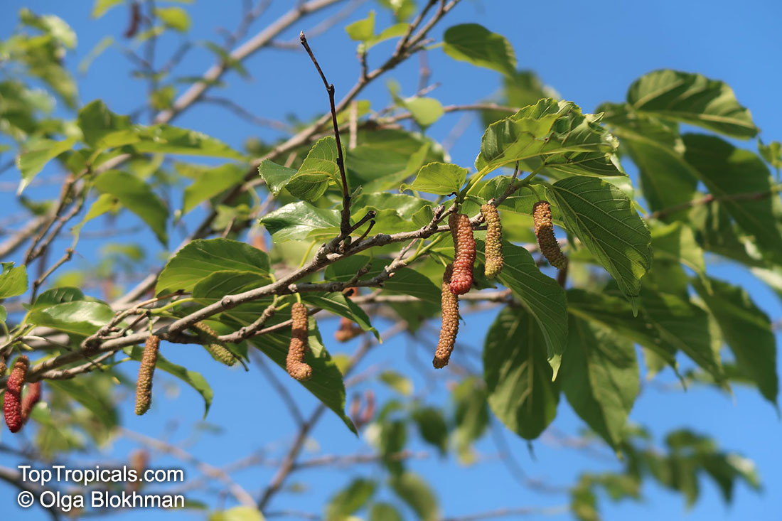 Morus macroura, Morus alba var. laevigata, King White Mulberry, Shahtoot Mulberry, Tibetan Mulberry, Long Mulberry