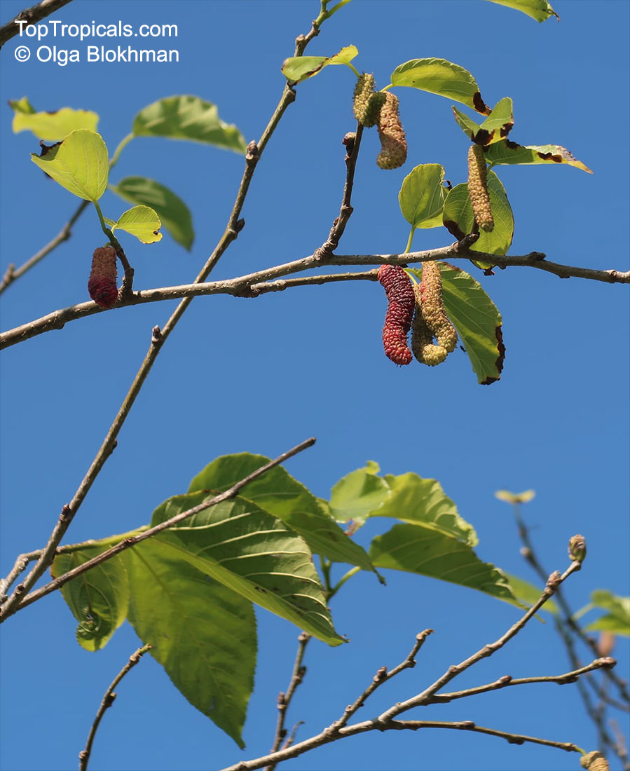 Morus macroura, Morus alba var. laevigata, King White Mulberry,Shahtoot Mulberry, Tibetan Mulberry, Long Mulberry