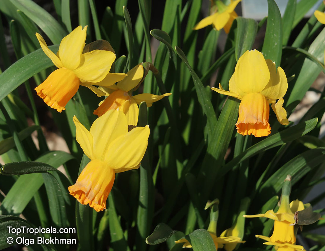 Narcissus sp., Daffodil. Narcissus cyclamineus