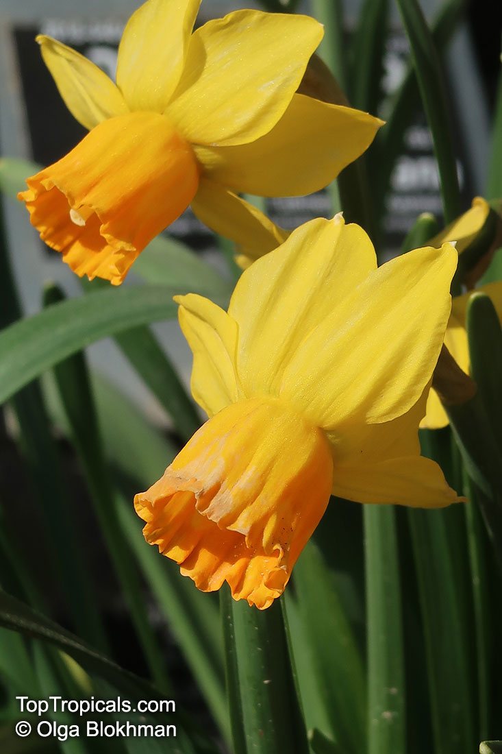 Narcissus sp., Daffodil. Narcissus cyclamineus
