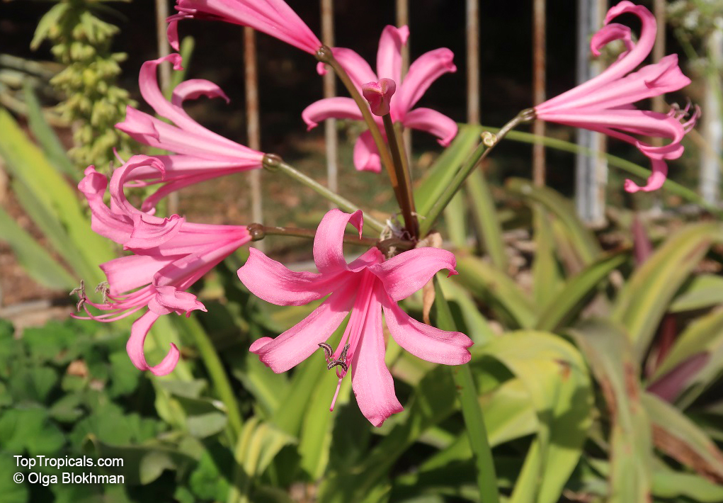 Nerine sp., Jersey Lily, Guernsey Lily, Spider Lily