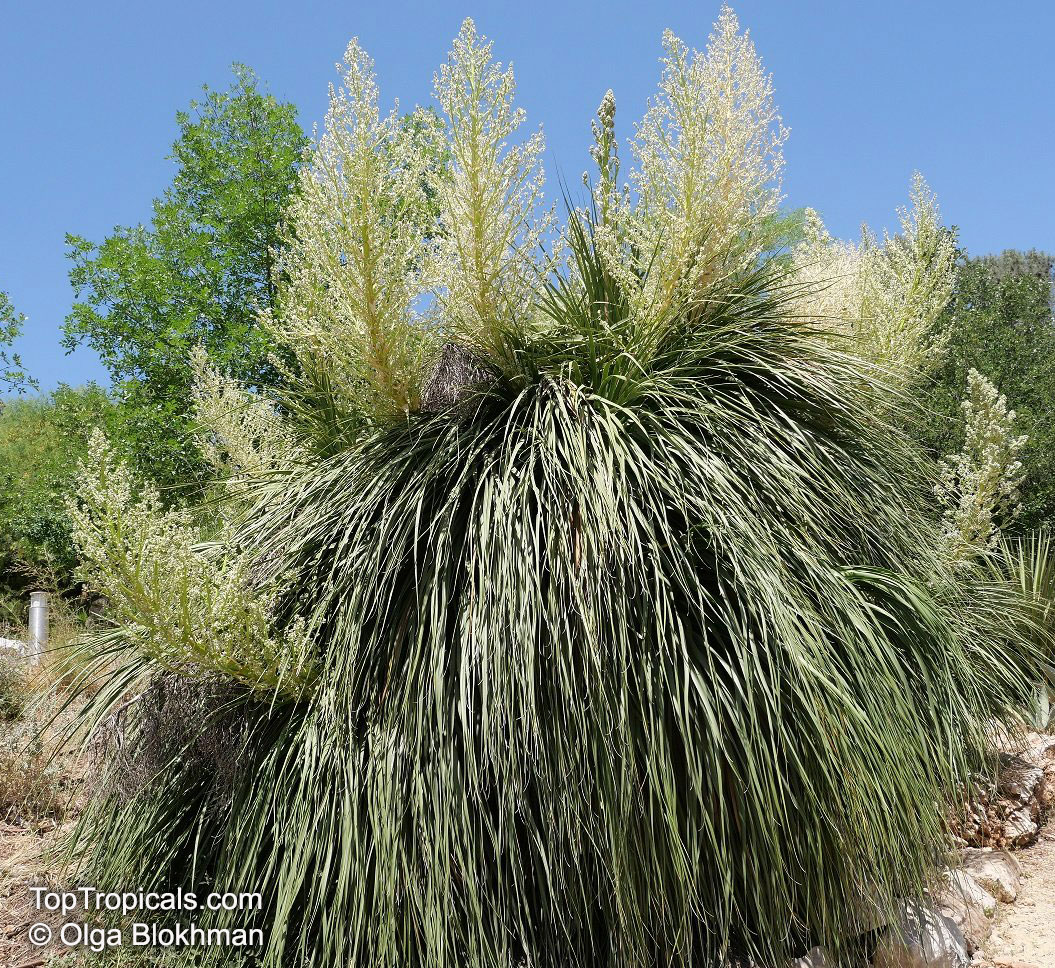 Nolina longifolia, Dasylirion longifolium, Beaucarnea longifolia, Mexican Grass Tree 