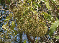 Nuxia floribunda, Forest Elder, Forest Nuxia, Wild Elder

Click to see full-size image