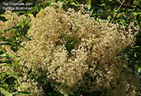 Nuxia floribunda, Forest Elder, Forest Nuxia, Wild Elder

Click to see full-size image