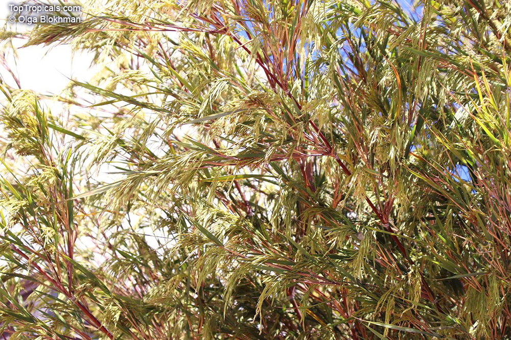 Otatea acuminata, Yushania aztecorum, Mexican Weeping Bamboo