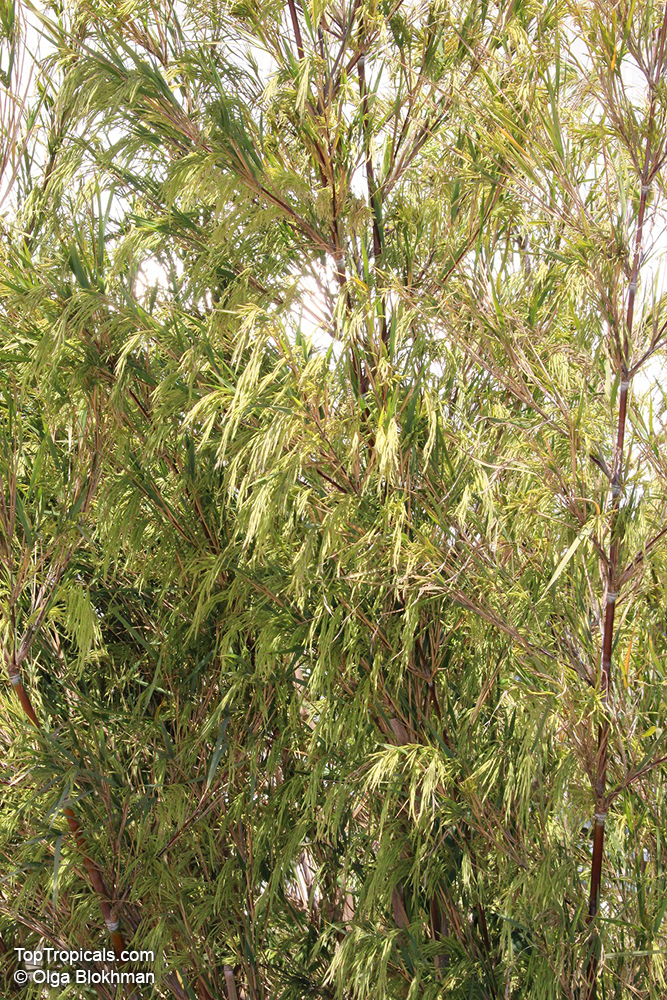 Otatea acuminata, Yushania aztecorum, Mexican Weeping Bamboo
